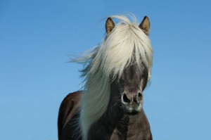 В Исландии запретили называть лошадей «иностранными именами»
