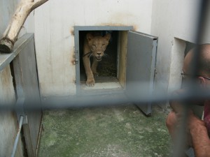 Хозяин забрал саратовскую львицу Майю из пензенского зоопарка