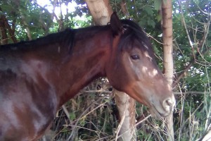 В Самаре из конюшни похитили четырех породистых лошадей