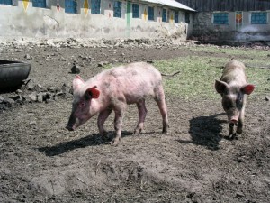 Зарегистрированы 2 новых очага африканской чумы свиней в Саратовской области
