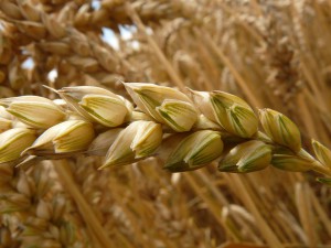 В Самарской области завершается уборочная кампания, намолочено 2,6 млн. тонн зерна