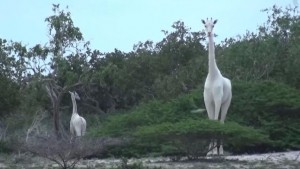 В одном из национальных парков Кении сделали фото крайне редких белых жирафов