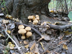 Советы грибникам Самарской области: как не потеряться в лесу