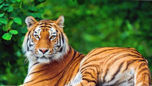 В Приморье сегодня отмечают День тигра