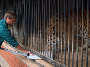 В Самаре у амурского тигра Кактуса скоро появится подруга