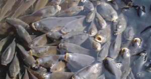 В Саратовской области в Волгу выпустят 52 тыс. мальков рыб
