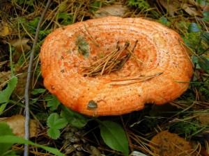 В Самарской области из грибов больше всего любят рыжики