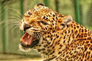 Дело о нападении леопарда на детей в Саратове дошло до суда