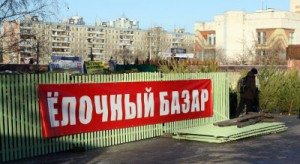 В Самаре начался прием заявок на организацию торговли хвойными деревьями