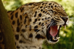 Воровавшего кур леопарда поймали в Абхазии