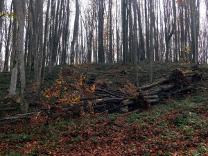 Завершена расчистка леса вокруг стадиона «Самара-Арена»