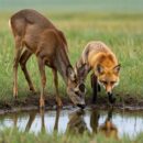 В Каркаралинске фотоловушка сняла косулю и лису у одного водопоя
